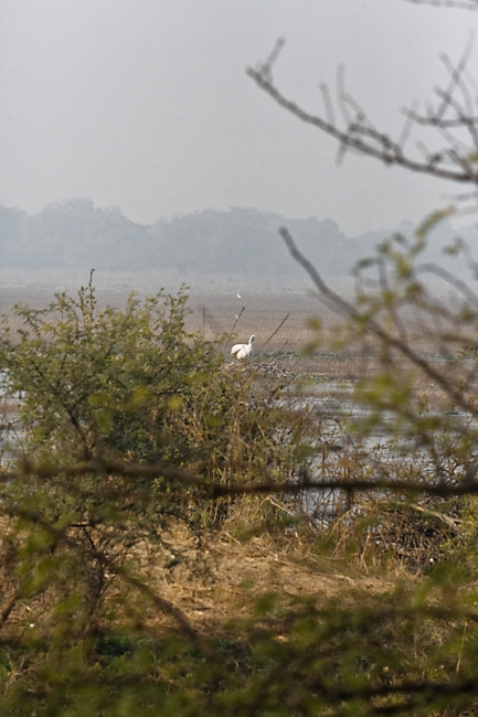 Keoladeo national park-139